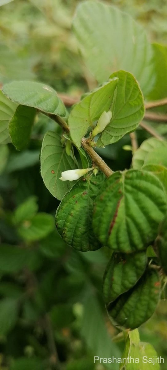 Phyllodium pulchellum (L.) Desv.